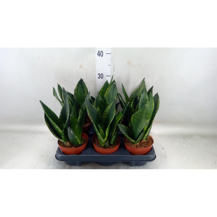 <h4>Sansevieria trifa. ...</h4>