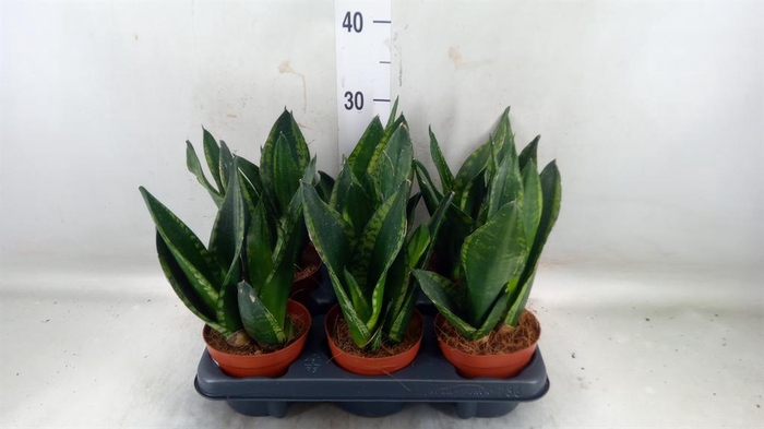 <h4>Sansevieria trifa.   ...</h4>