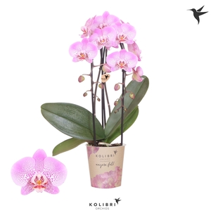 Kolibri Orchids Cascade Niagara Fall Jillion 2 spike