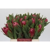 Protea Brenda