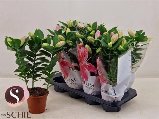 <h4>LIL OR SOUVENIR</h4>