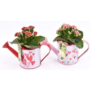 Zink gieter roze/rood hart 24x10cm