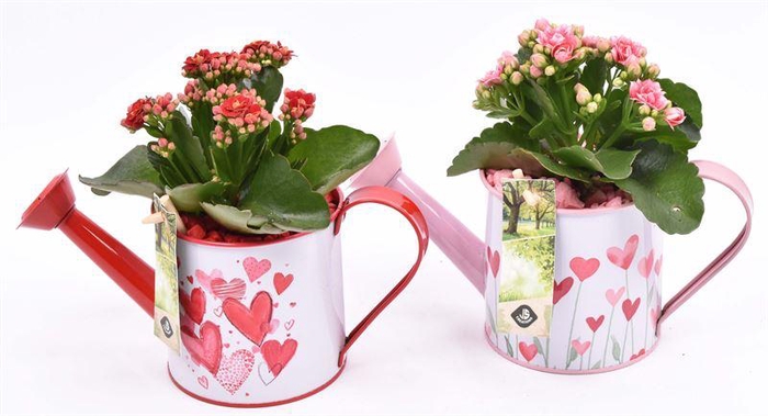 <h4>Zink gieter roze/rood hart 24x10cm</h4>