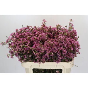 Chamelaucium Painted Lady