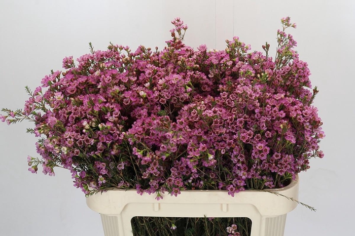 <h4>Chamelaucium Painted Lady</h4>