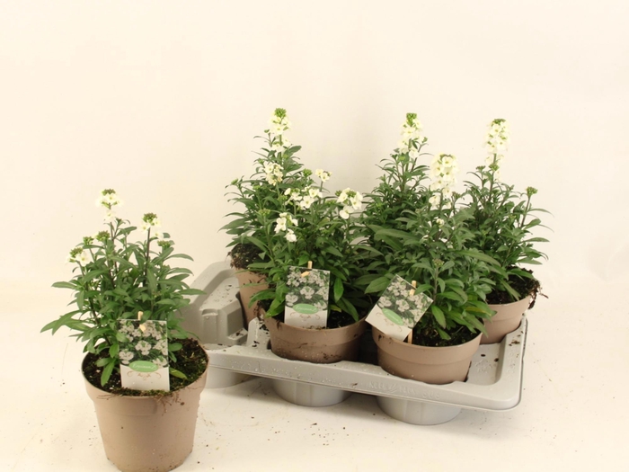 <h4>ERYS LEY WHITE</h4>