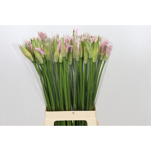 Nerine Berenice