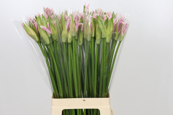 <h4>Nerine Berenice</h4>