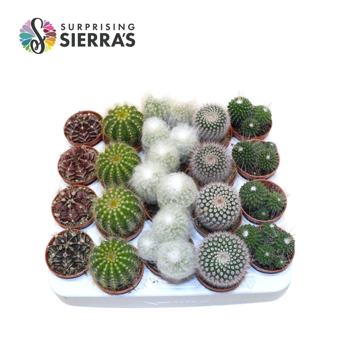 <h4>CACTUS GEM</h4>