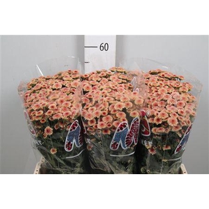 Chr S Mad Tyolo Salm