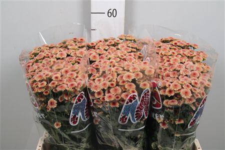 <h4>Chr S Mad Tyolo Salm</h4>