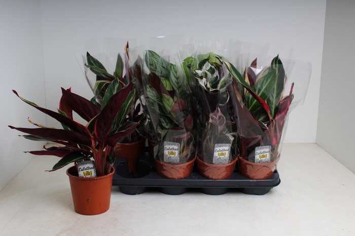 <h4>CALAT GEM 3 SRT</h4>