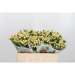 Hyp Mag White Prince