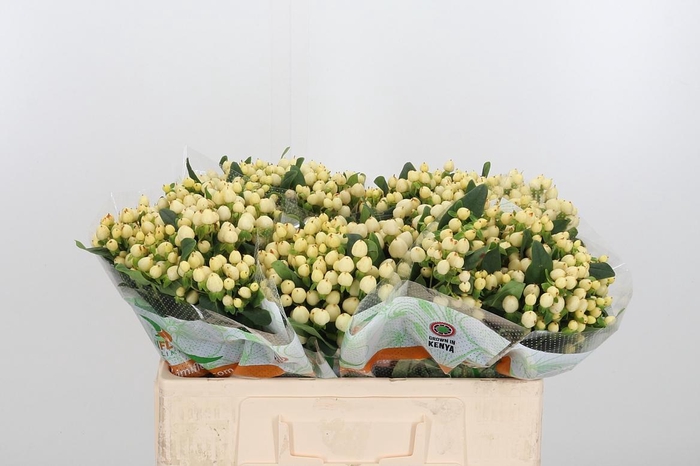 <h4>Hyp Mag White Prince</h4>