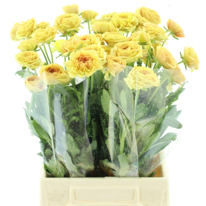 <h4>Ran Nat Moderna Miele</h4>