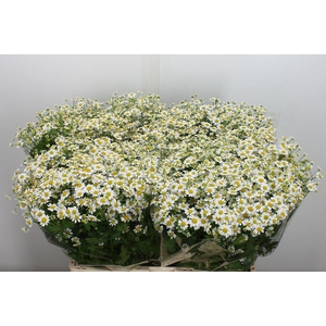 Tana Pa Single Vegmo (kaag)