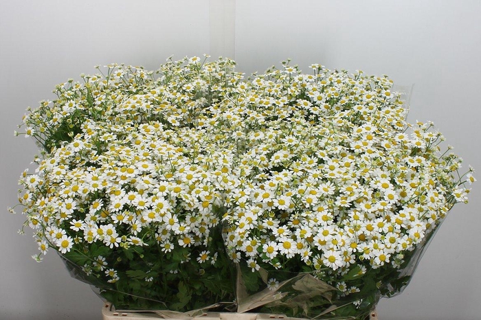 <h4>Tana Pa Single Vegmo (kaag)</h4>