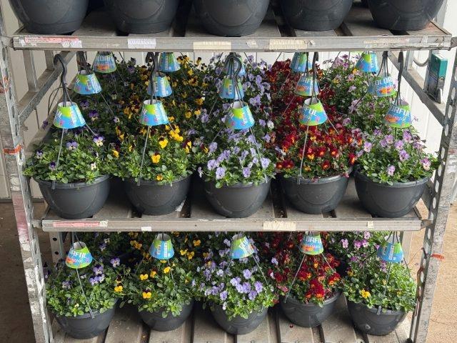 <h4>VIO CO END GEM</h4>