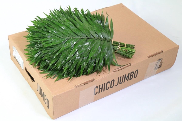 Chico Jumbo Box (air)
