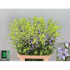 DELPH CONSOLIDA QIS VIOLET LILAC
