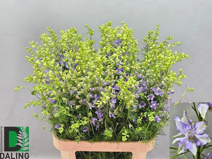 <h4>DELPH CONSOLIDA QIS VIOLET LILAC</h4>