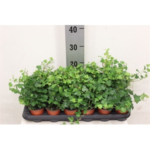 Hedera Wonder