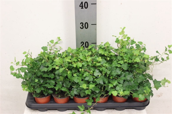 <h4>Hedera Wonder</h4>