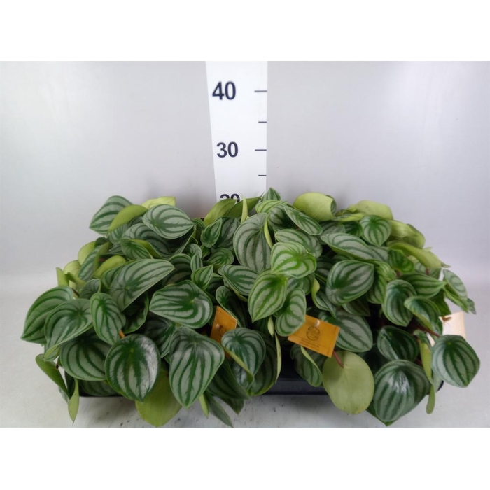<h4>Peperomia argyreia</h4>