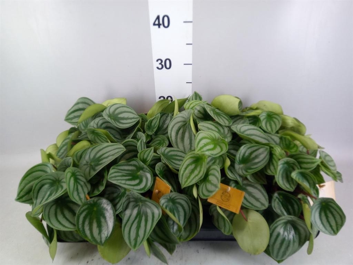 <h4>Peperomia argyreia</h4>
