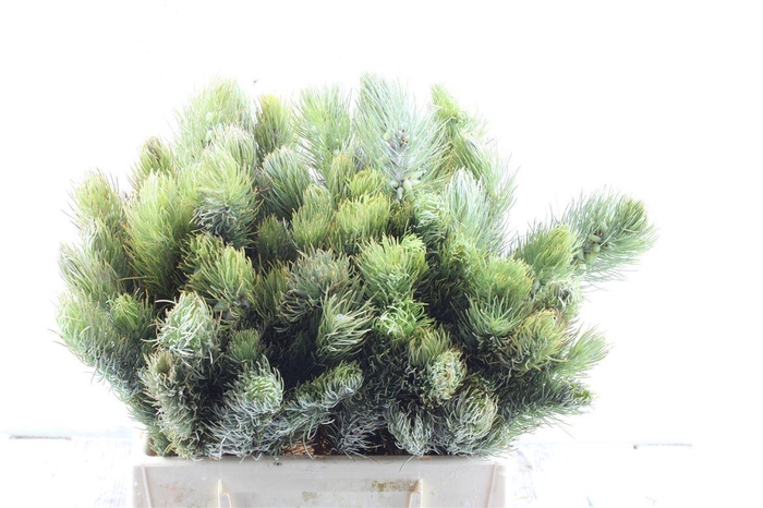 <h4>Kaaps Aspilatus</h4>