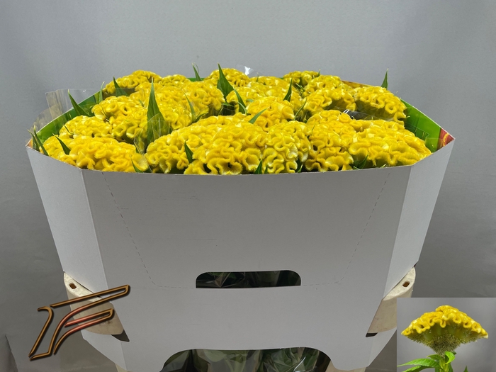 <h4>Celosia Smashing Yellow Freger</h4>