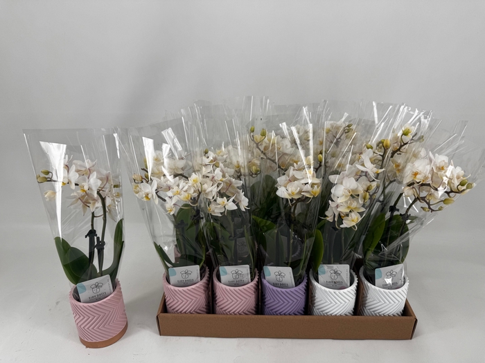 <h4>PHAL MINI</h4>