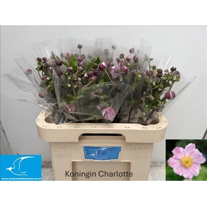 Anemone Pink