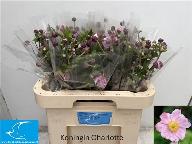 <h4>Anemone Pink</h4>