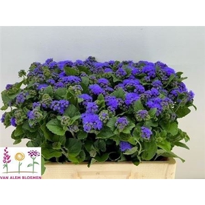 Ager H Blue Horizon