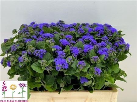 <h4>Ager H Blue Horizon</h4>