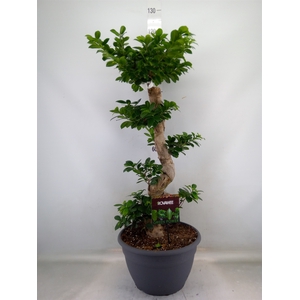 Ficus microcarpa 'Ginseng'