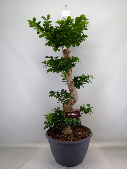 <h4>Ficus microcarpa 'Ginseng'</h4>