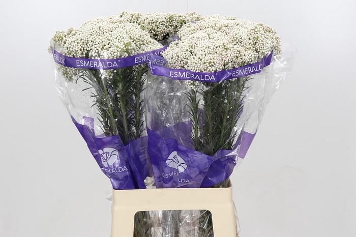 OZOTH COOKS SNOW WHI