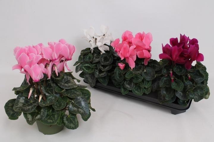 <h4>CYCL GR SUP MAMMOTH</h4>