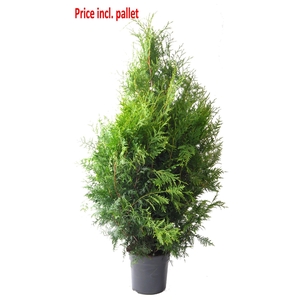 Thuja occ. Brabant, plantmaat 100+ cm - Rondgestoken - PALLET