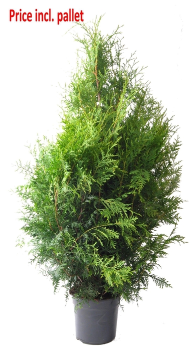 <h4>Thuja occ. Brabant, plantmaat 100+ cm - Rondgestoken - PALLET</h4>