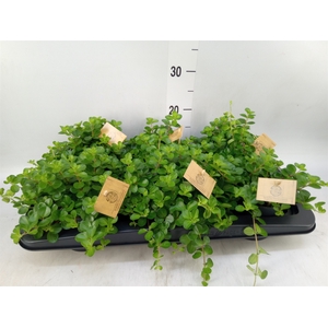 Peperomia rotundifolia