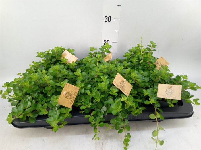 <h4>Peperomia rotundifolia</h4>
