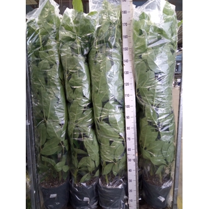 Schefflera actin. 'Amate'