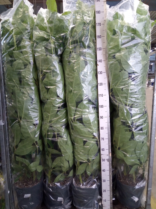 <h4>Schefflera actin. 'Amate'</h4>