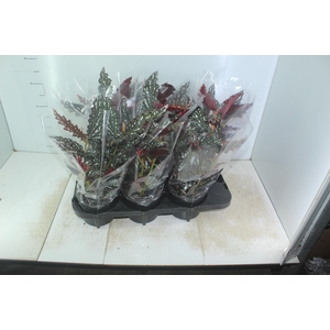 BEGONIA MACULATA P15 PO
