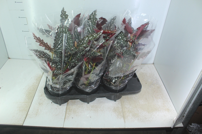 <h4>BEGONIA MACULATA P15 PO</h4>