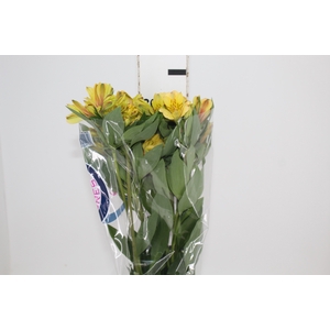 ALSTROEMERIA CARIBBEAN 080 CM