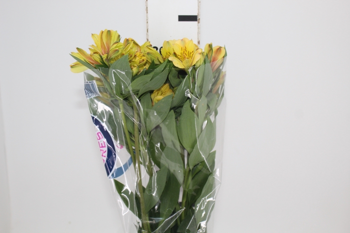 <h4>ALSTROEMERIA CARIBBEAN 080 CM</h4>